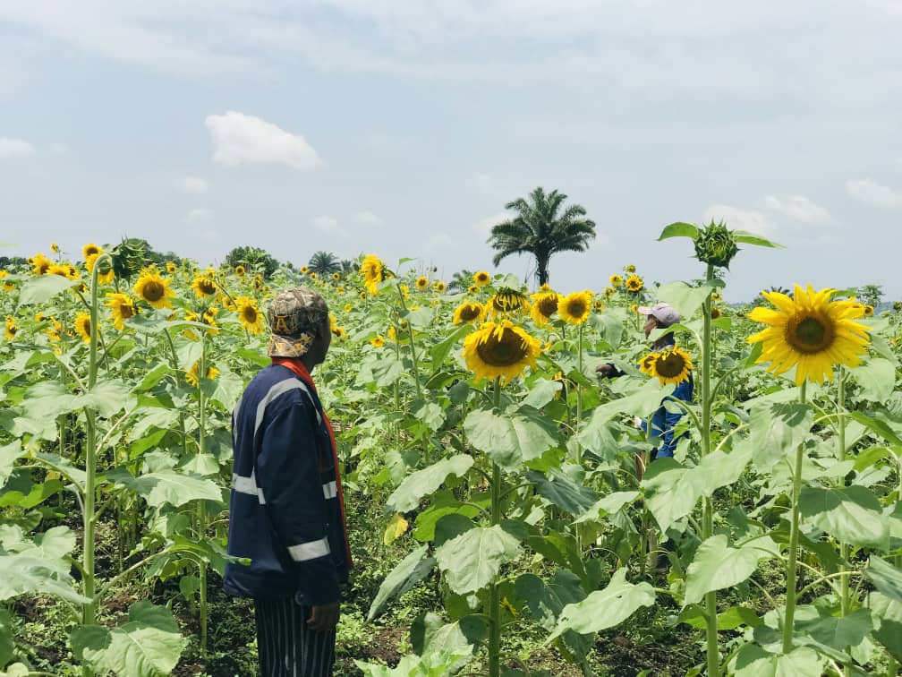 Tournesol